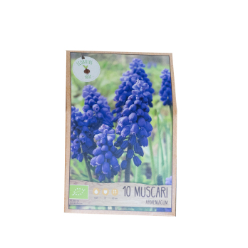 Traubenhyazinten-Zwiebeln (Muscari)