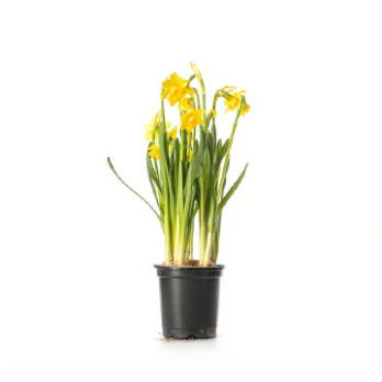 Narzissen (Narcissus)
