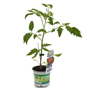 Jungpflanze Buschtomate "Bogus Fruchta"