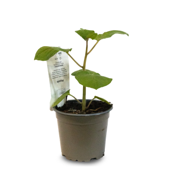 Jungpflanzen Physalis