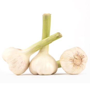 Knoblauchbunde frisch