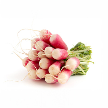 Radieschen länglich