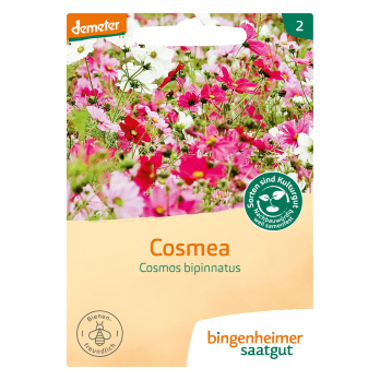 Saat Cosmea