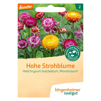 Saat Hohe Strohblume