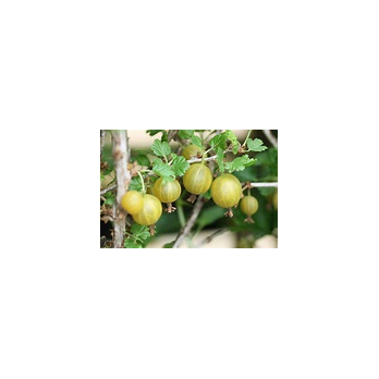 Stachelbeeren, grün