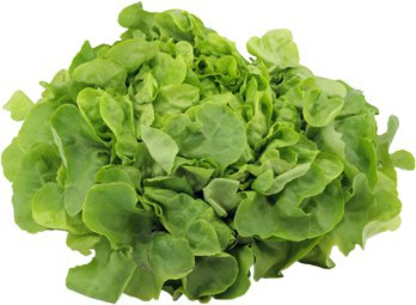 Salat "Eichblatt, grün"