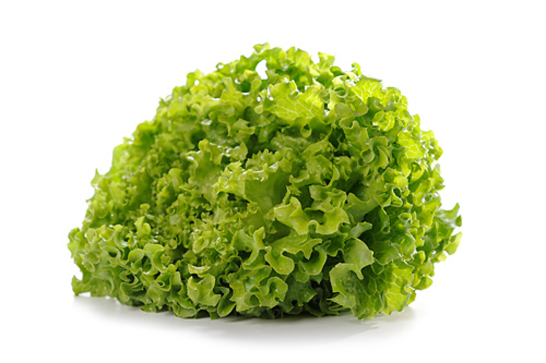 Salat "Batavia grün"