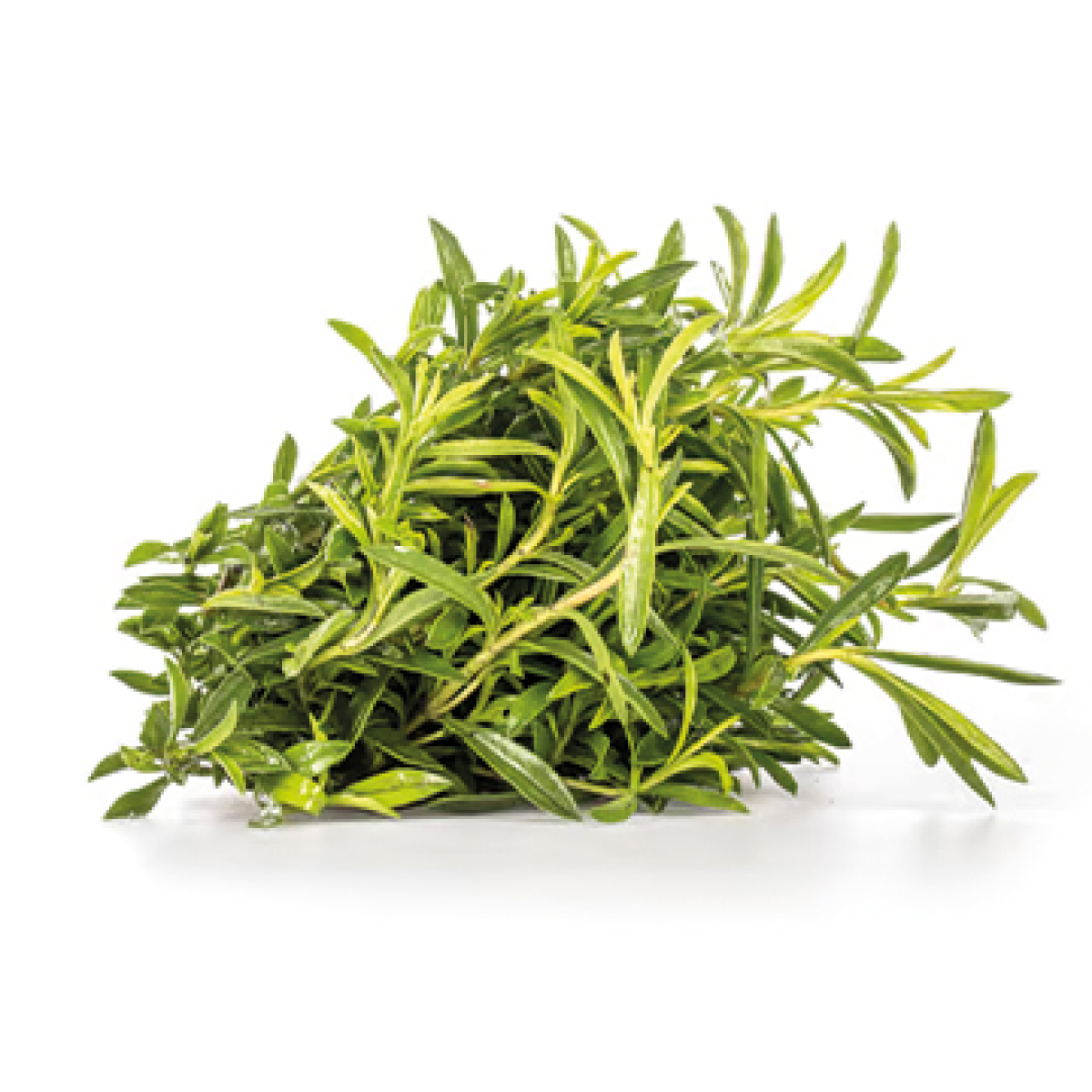 Bergbohnenkraut
