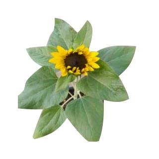 Sonnenblume (Helianthus annuus)