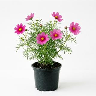 Cosmea weiß (Cosmos bipinnatus)