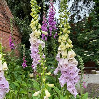 Fingerhutstaude "Candy Mountain" (Digitalis purpurea)