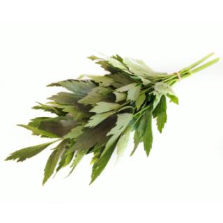 Liebstöckel