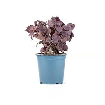 Kräutertopf Rotes Basilikum