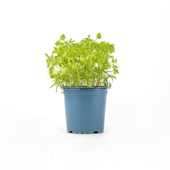 Kräutertopf Koriander