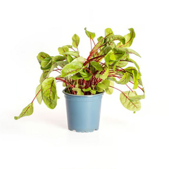 Kräutertopf Sauerampfer rot