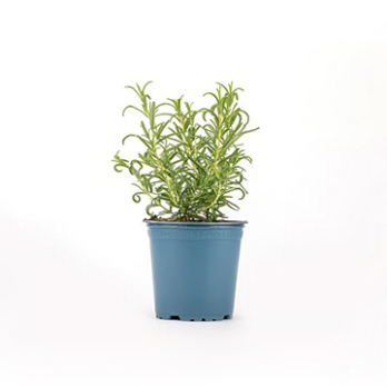 Kräutertopf Rosmarin