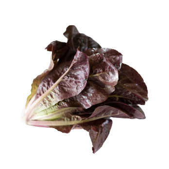 Salat "Mini-Romana, rot"