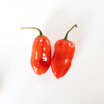 Habaneros rot