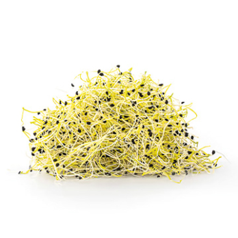 Zwiebel-Sprossen