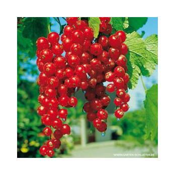 Johannisbeeren, rot 250 g