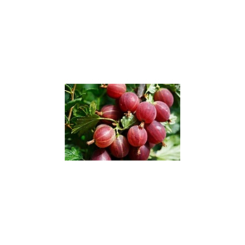 Stachelbeeren, rot