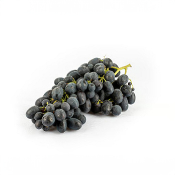 Traube schwarz "Black Magic"
